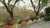 باغ ویلای پانصدمتری در سهیلیه کرج